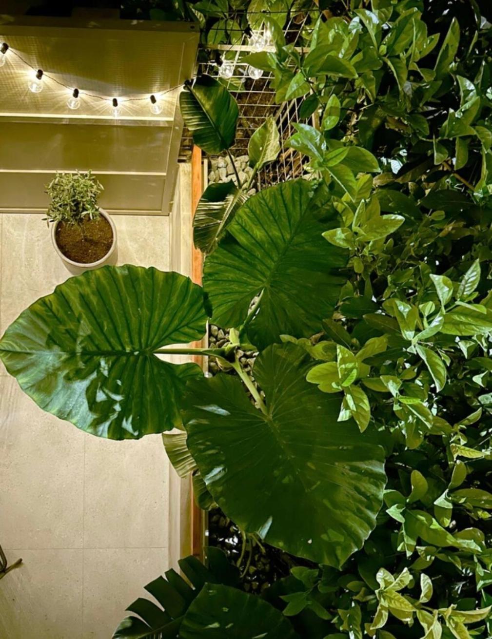 Athenian Coastal Urban Living Apartment